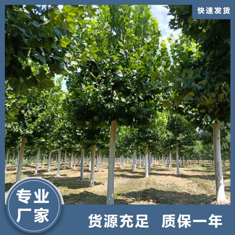 【法桐美国红枫专心专注专业】