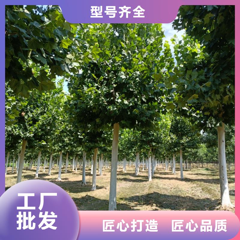 法桐价格种植基地法桐