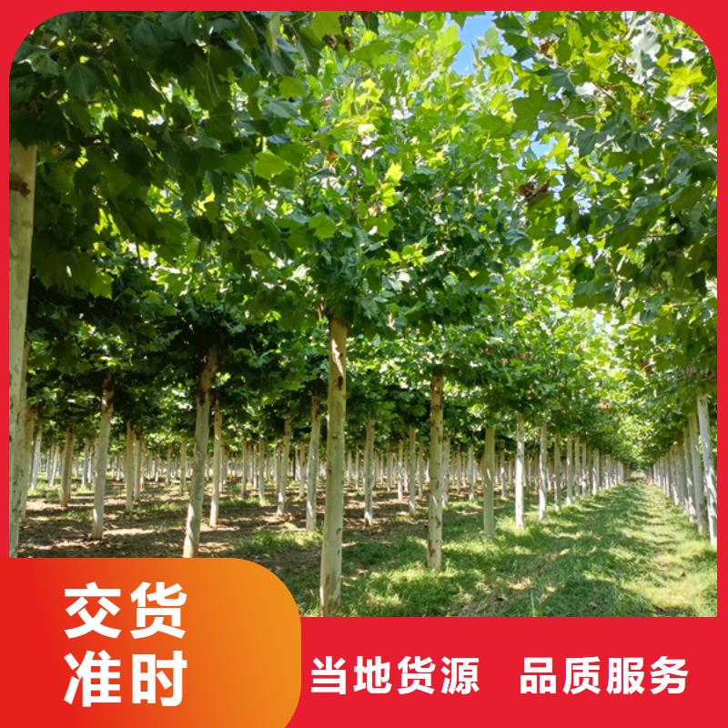 法桐_国槐海量现货