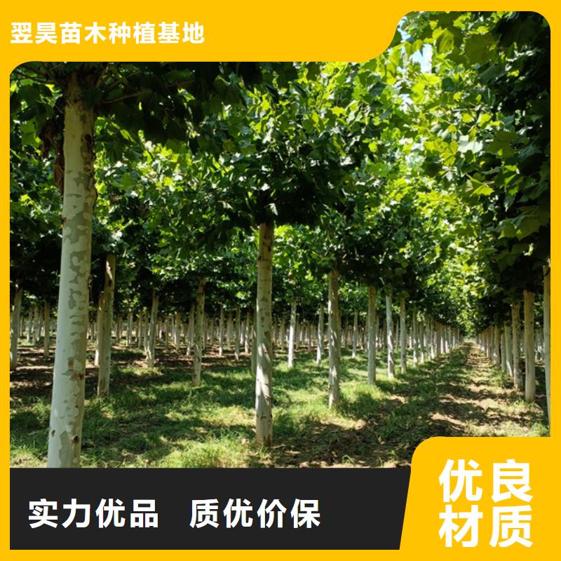 造型法桐量大从优法桐