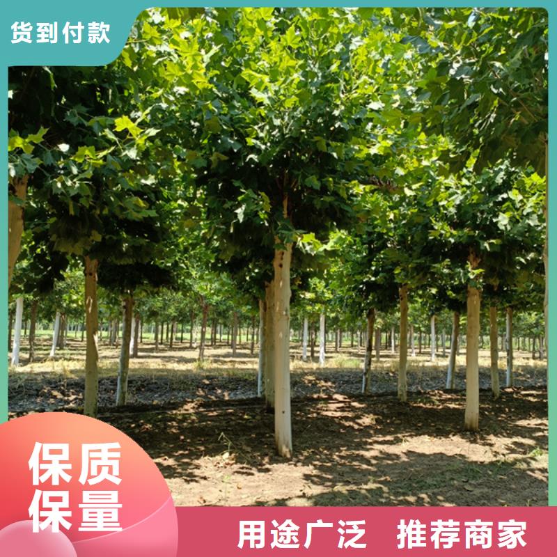 造型法桐多种规格任您选择