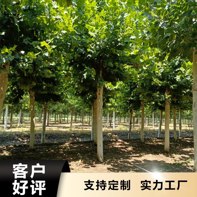 法桐白蜡价格地道