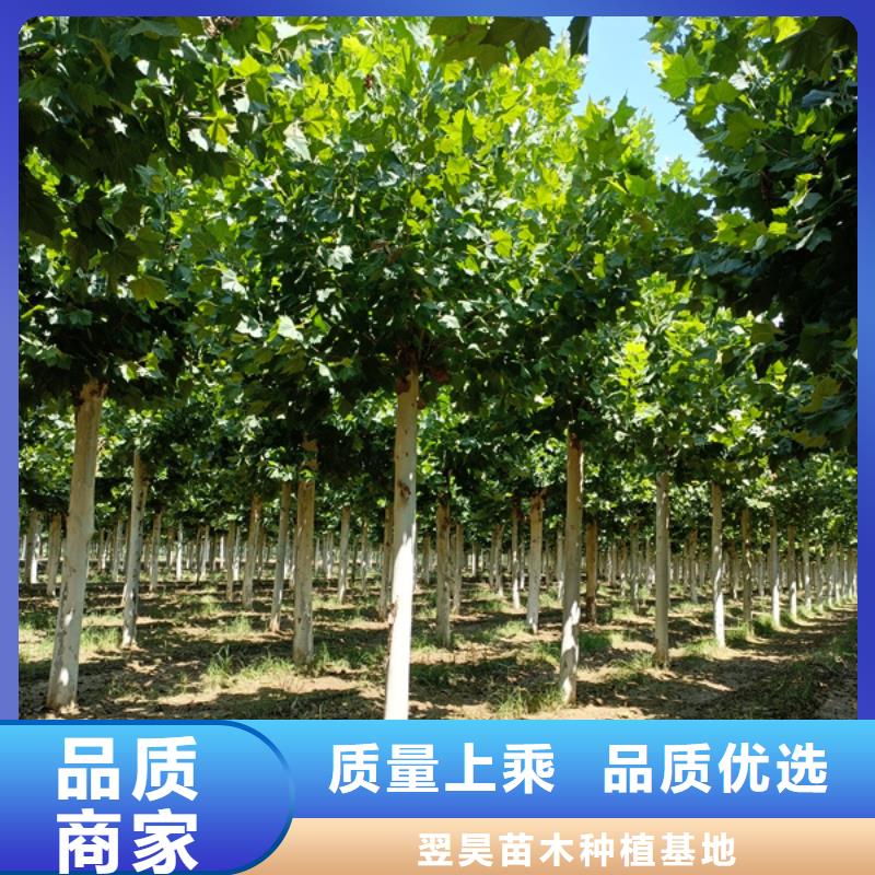 法桐白蜡价格地道