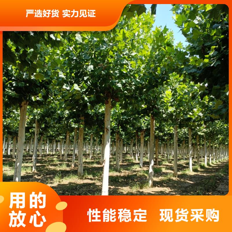 速生法桐价格优惠法桐