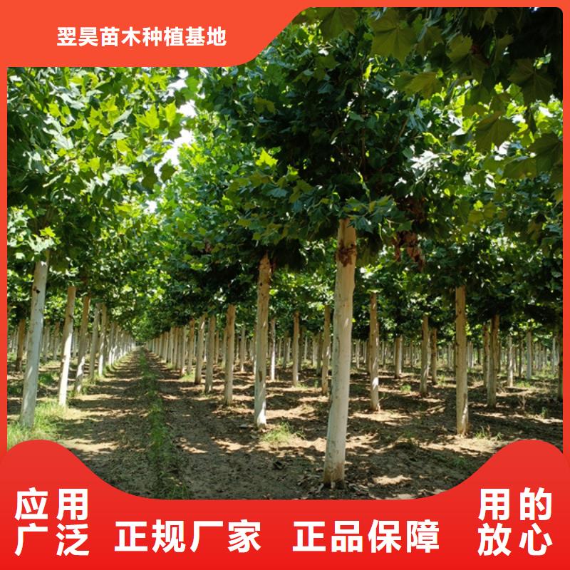 造型法桐多种规格任您选择