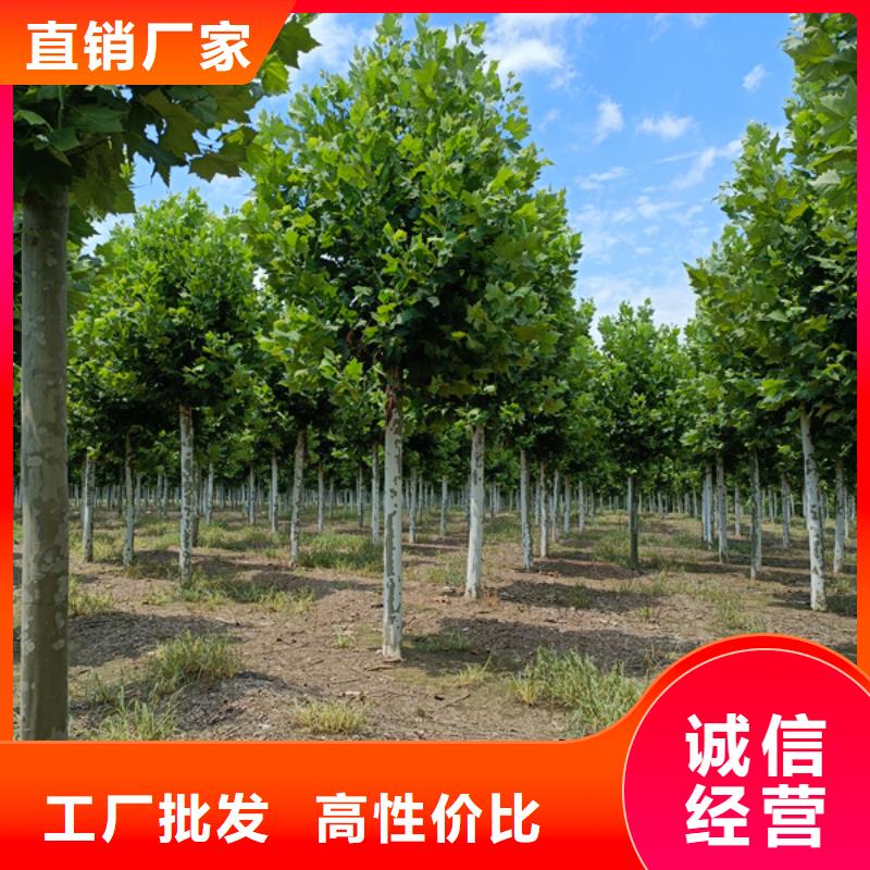法桐_国槐海量现货