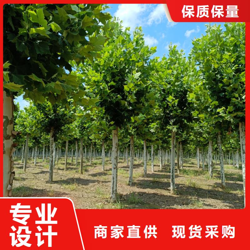 法桐黄金槐优质货源