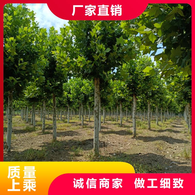 法国梧桐价格低法桐