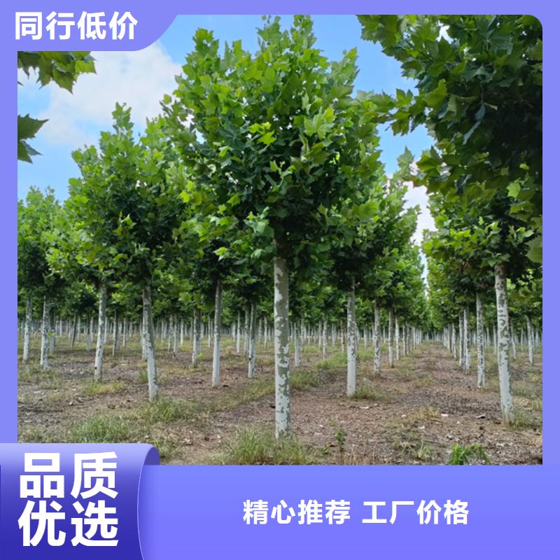 速生法桐价格优惠法桐