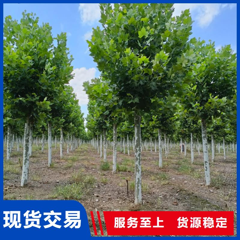 法桐种植基地法桐
