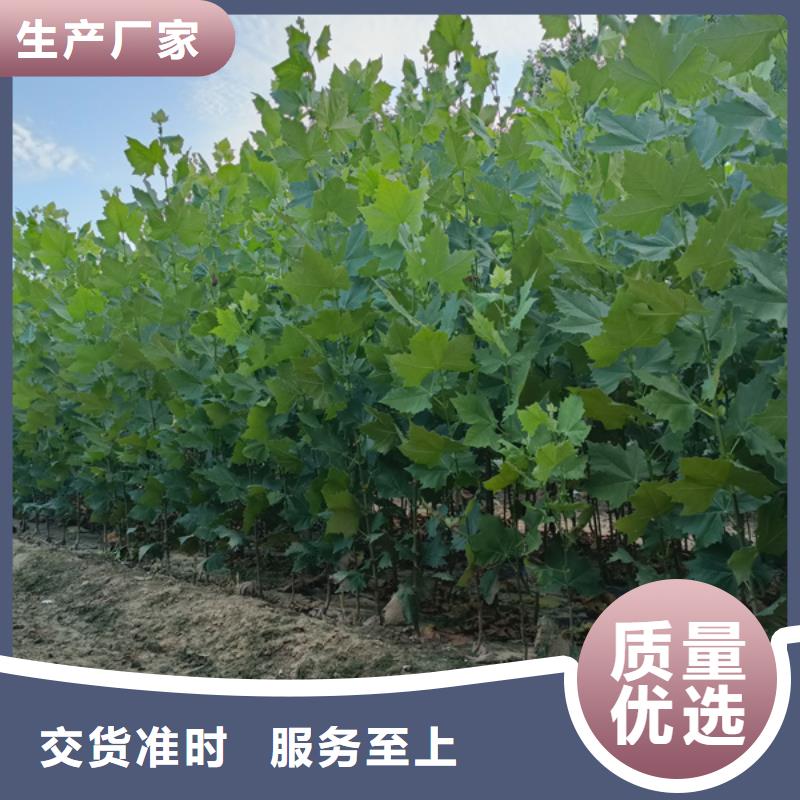 造型法桐放心选择法桐