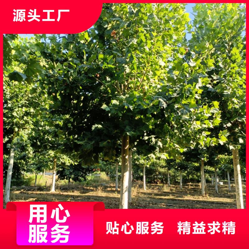 速生法桐价格低法桐