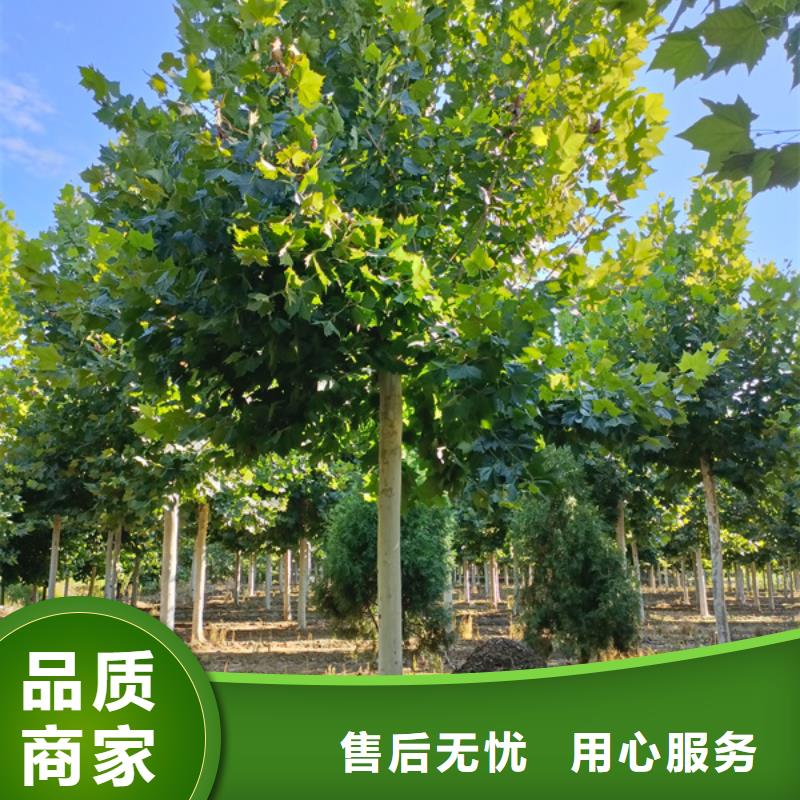 速生法桐量大从优法桐