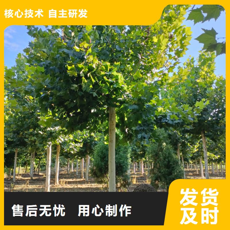 法桐黄金槐质量牢靠