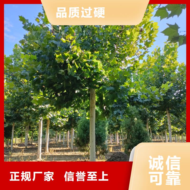 法桐种植基地法桐