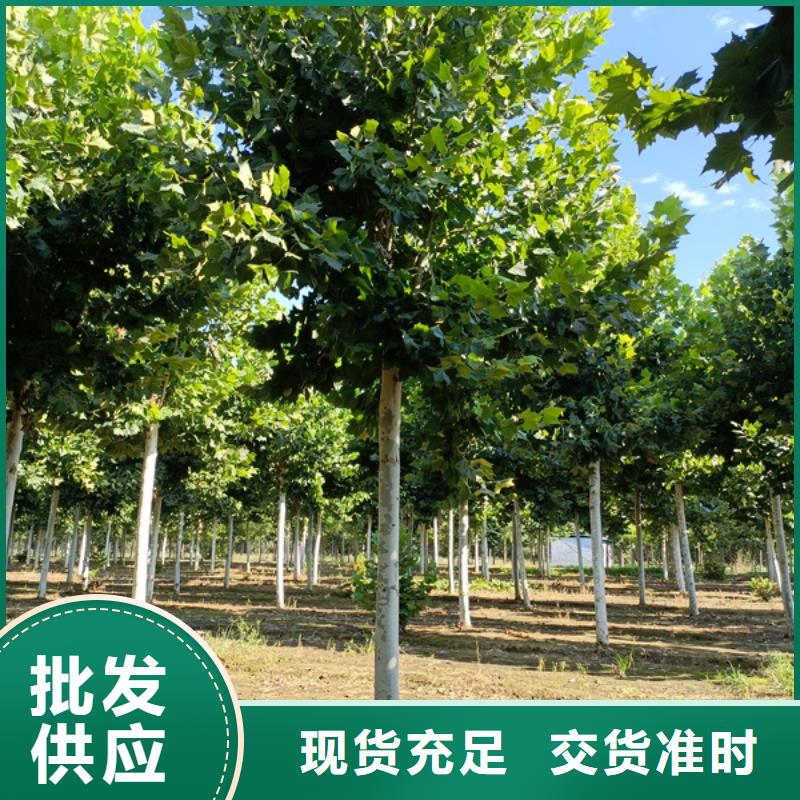 法桐造型法桐速生法桐法桐小苗详情电话咨询