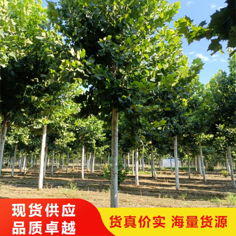法桐免费咨询法桐