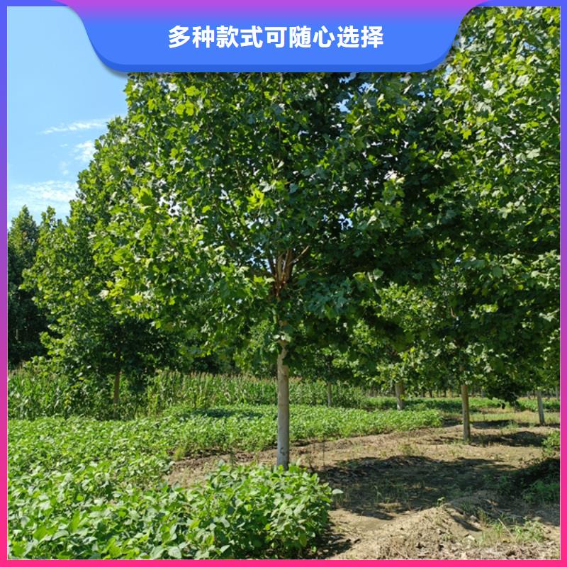 法桐厂家现货直销