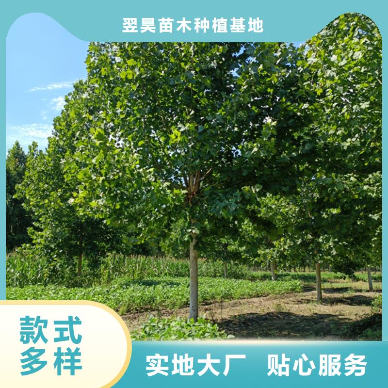 速生法桐常年现货