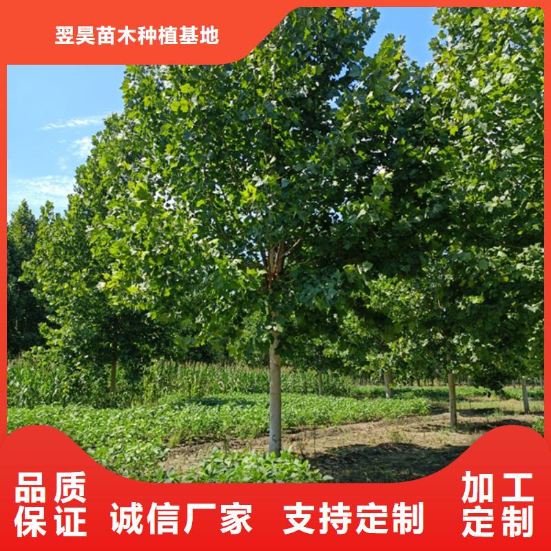 造型法桐现货直供法桐