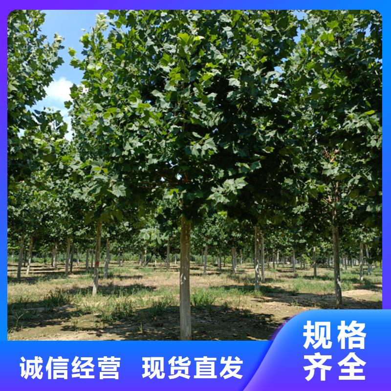 法桐严格把关质量放心