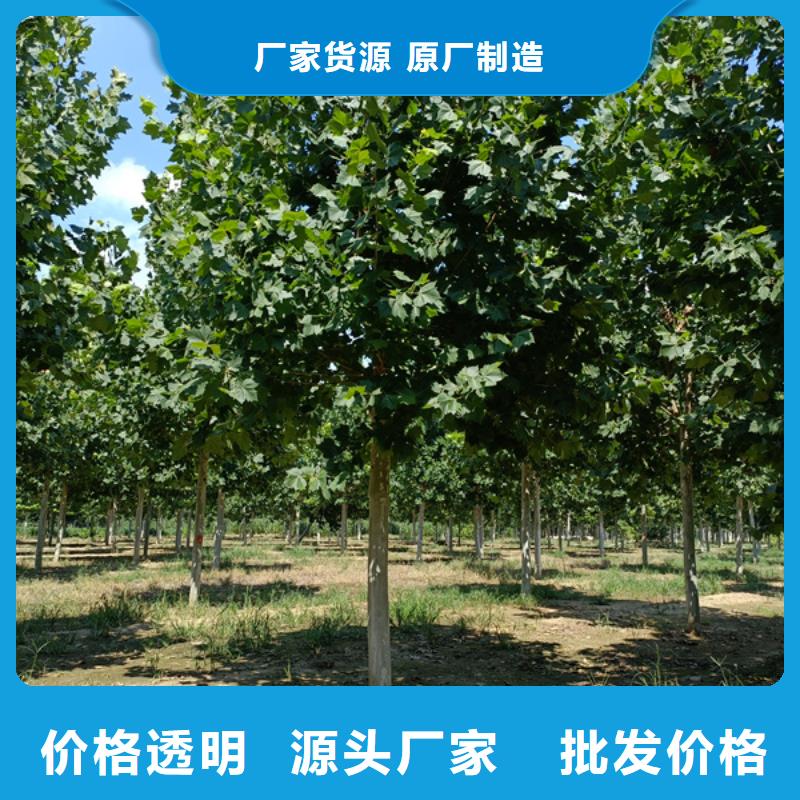 信誉好的法桐小苗厂家_质量保证