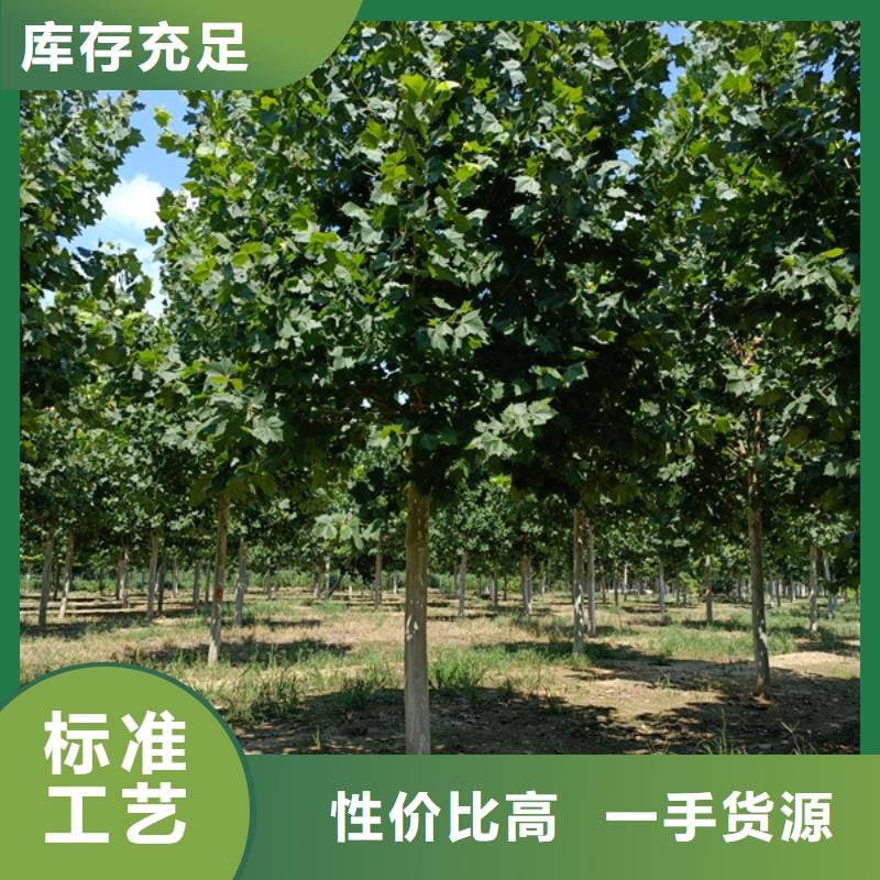【法桐国槐产品优势特点】