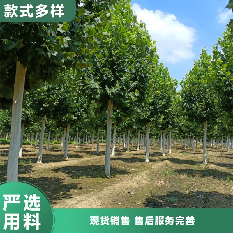 速生法桐放心选择法桐