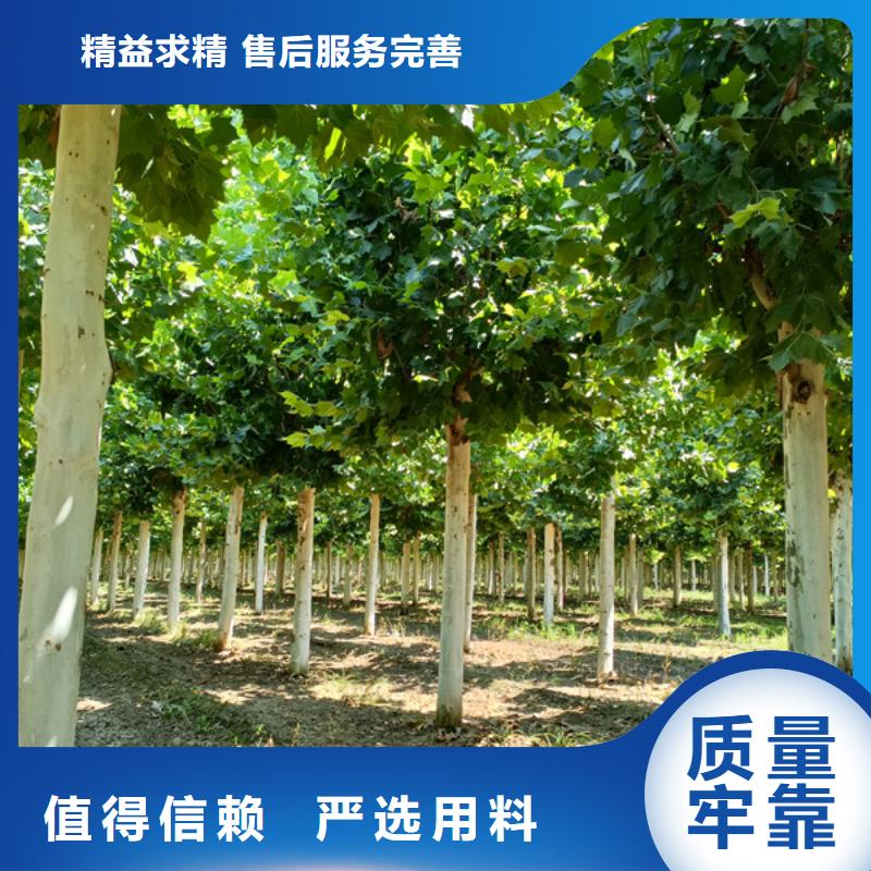 速生法桐基地法桐