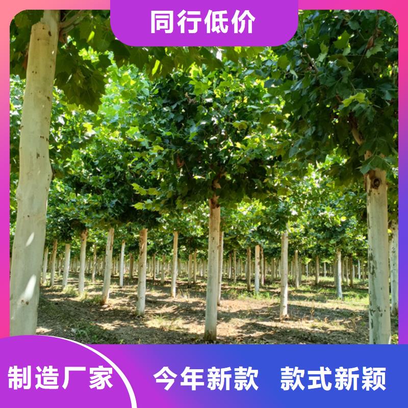 15公分法桐种植基地法桐