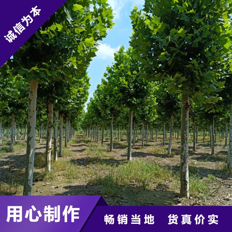 法桐种植基地法桐