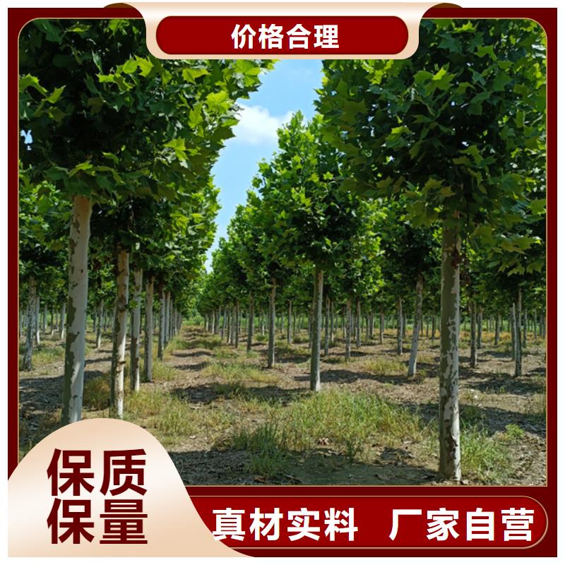 法国梧桐价格低法桐