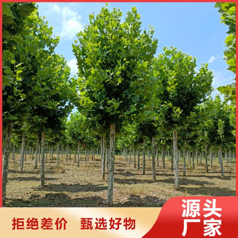 法桐价格种植基地法桐