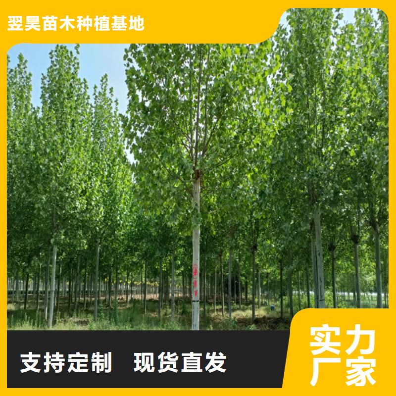 造型法桐放心选择法桐
