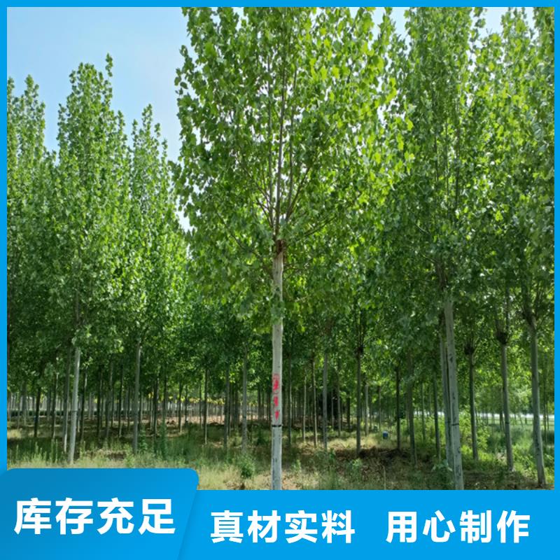 造型法桐放心选择法桐