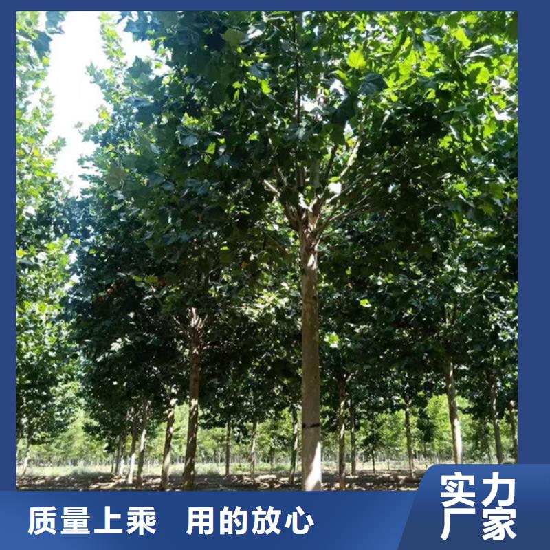 15公分法桐种植基地法桐