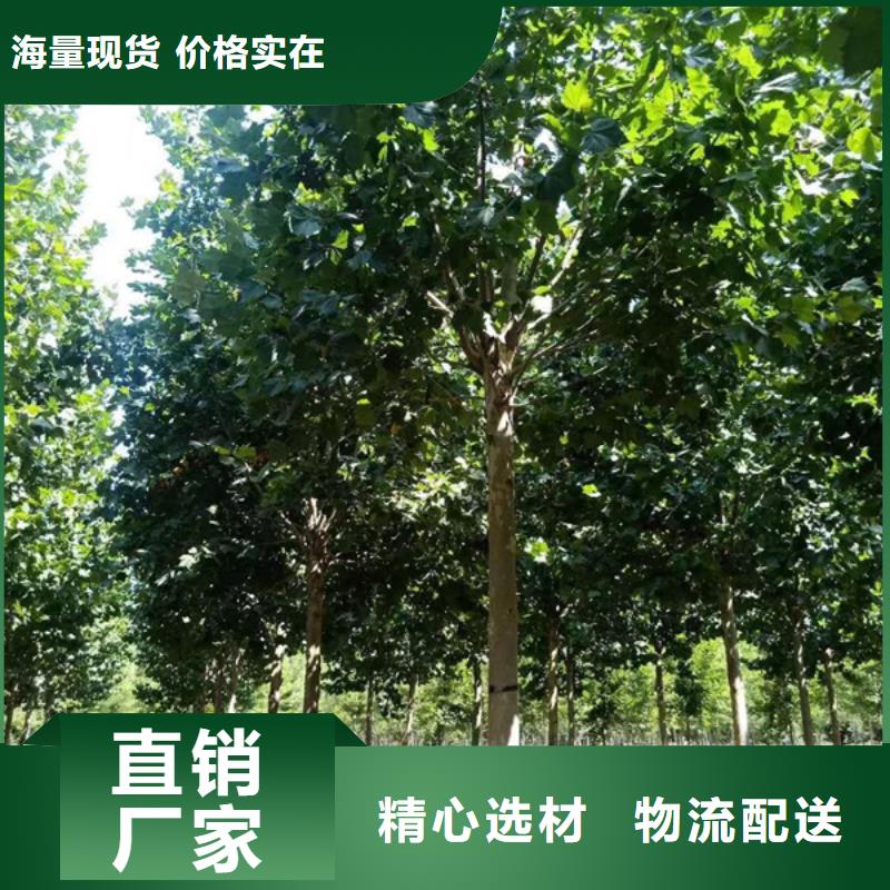 造型法桐放心选择法桐