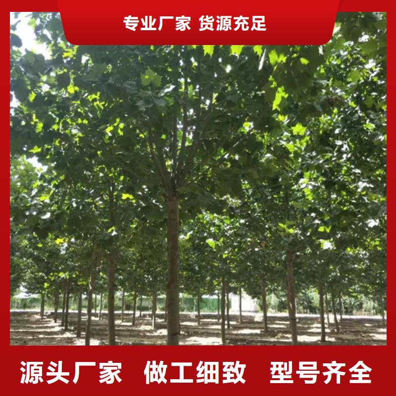 速生法桐免费咨询法桐