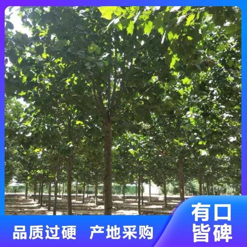 速生法桐价格合理法桐