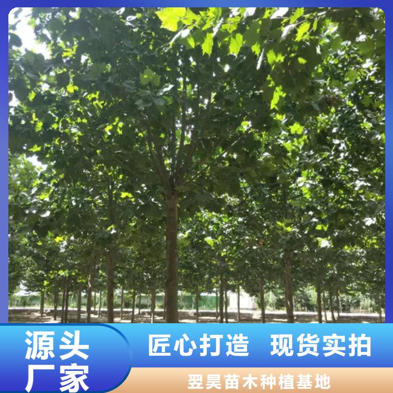 速生法桐价格合理法桐