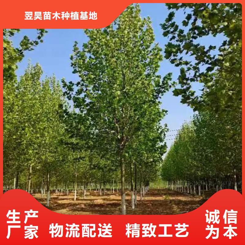 速生法桐免费咨询法桐
