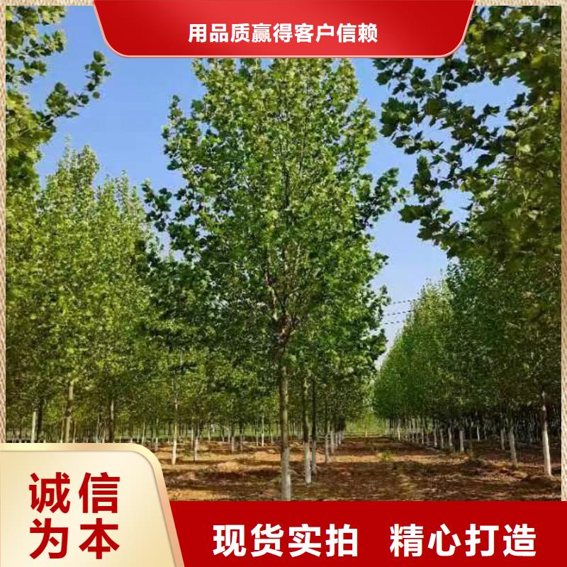 15公分法桐种植基地法桐