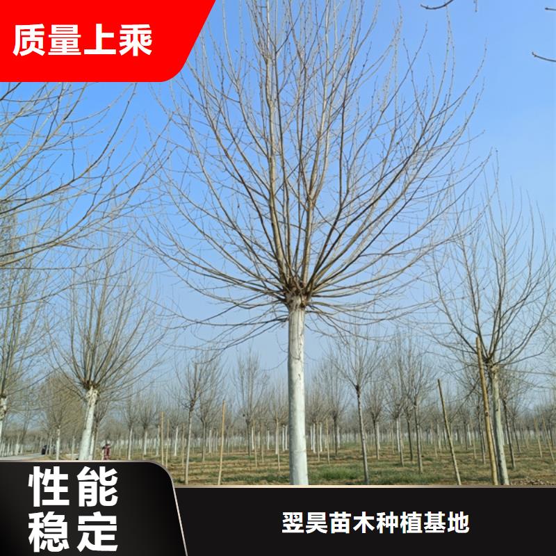 速生法桐放心选择法桐