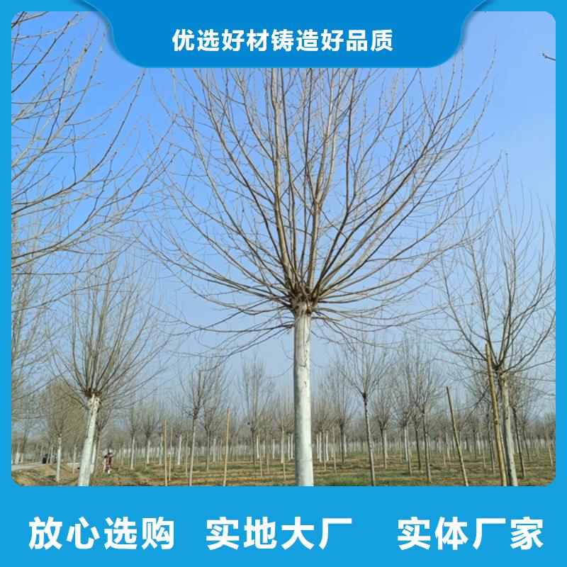 速生法桐价格合理法桐