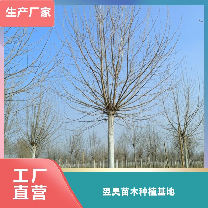 15公分法桐种植基地法桐