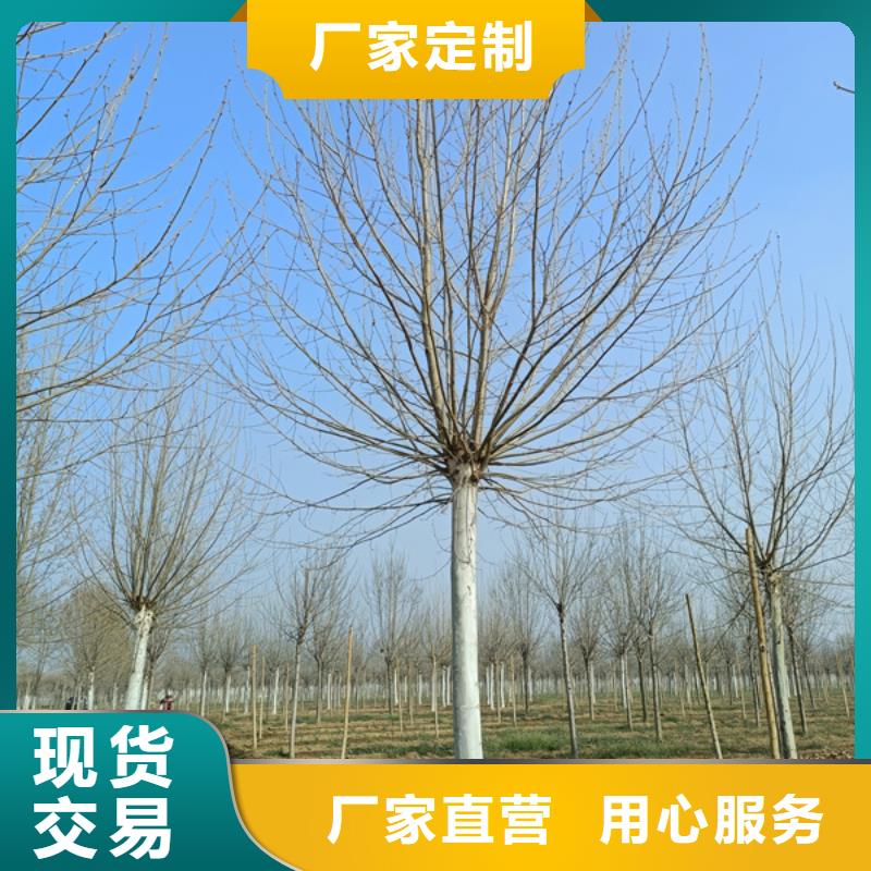 速生法桐免费咨询法桐