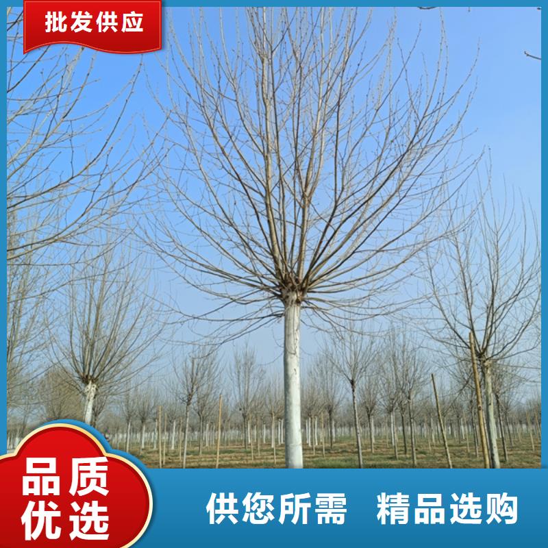 造型法桐放心选择法桐