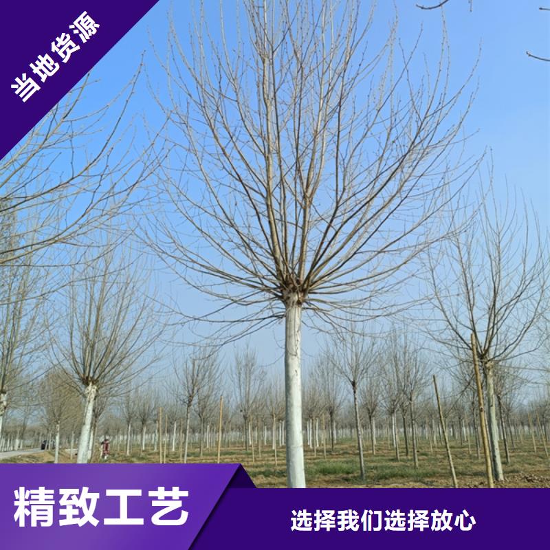 速生法桐放心选择法桐