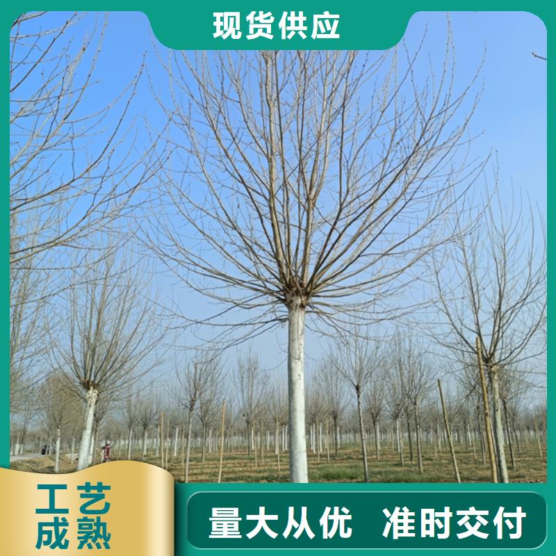 速生法桐放心选择法桐