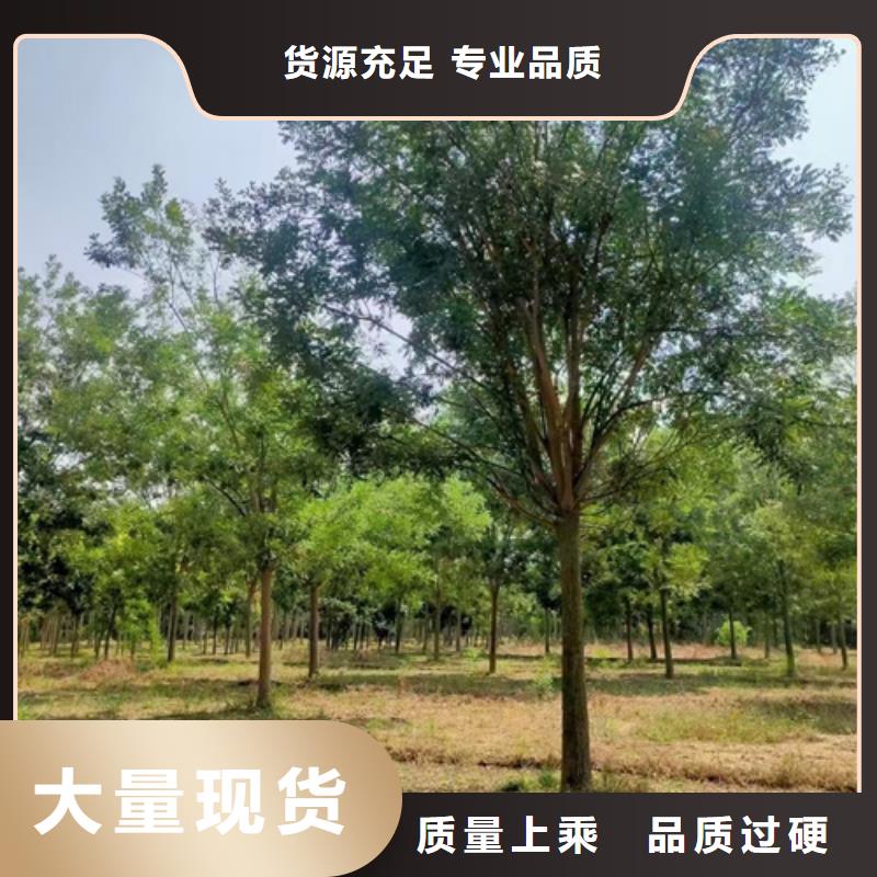 速生法桐定制